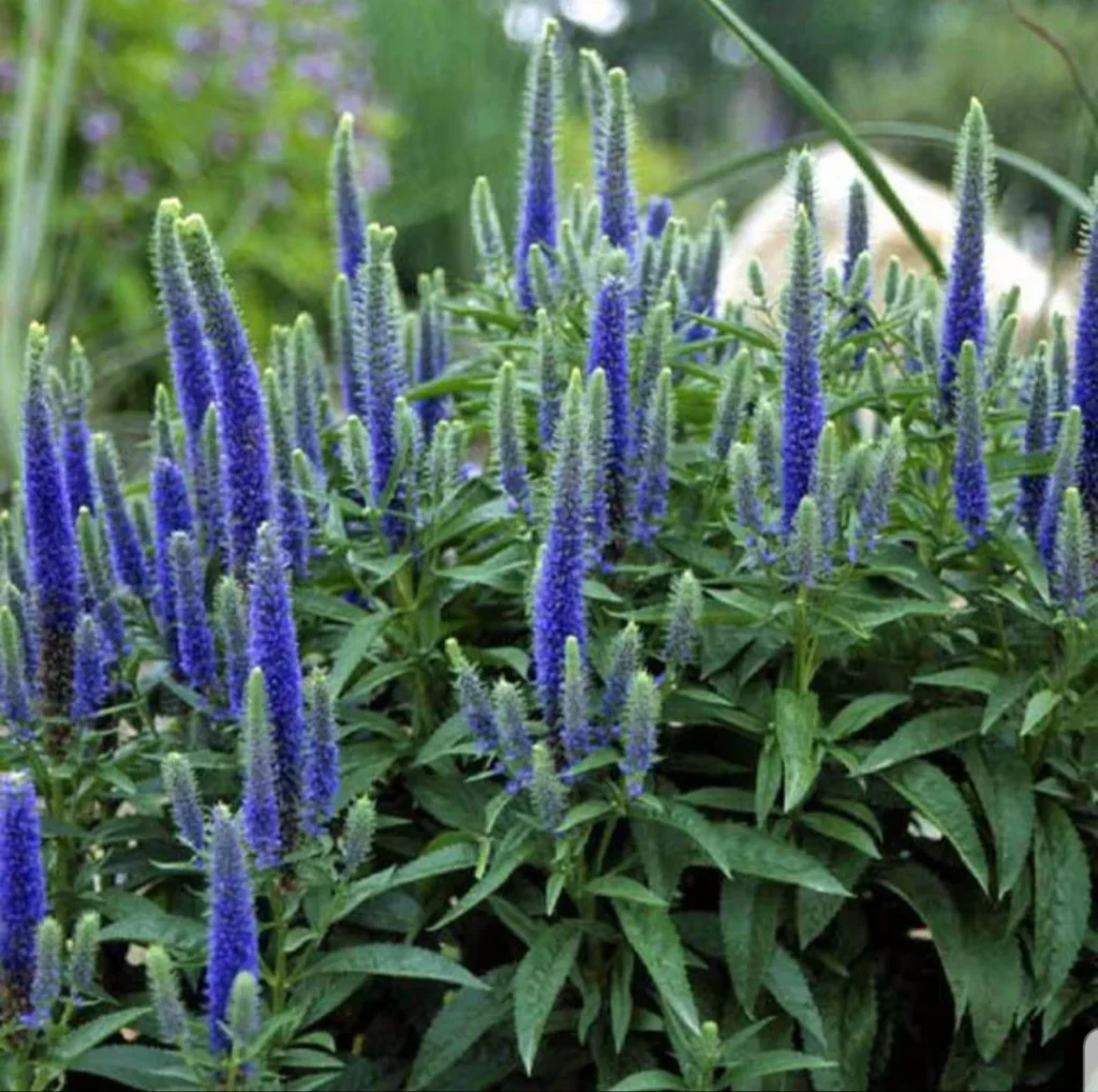 20201006 133311 Veronica Speedwell