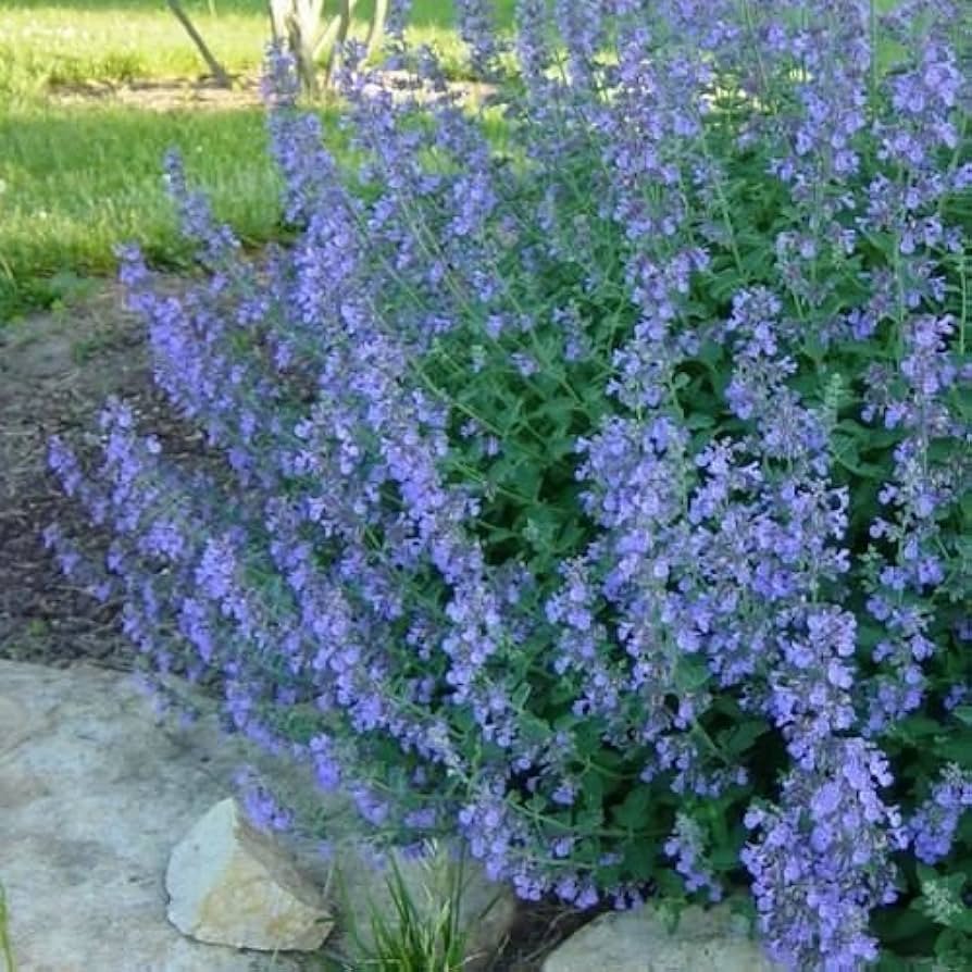 61DZsfaNtnL. AC UF8941000 QL80 Catmint