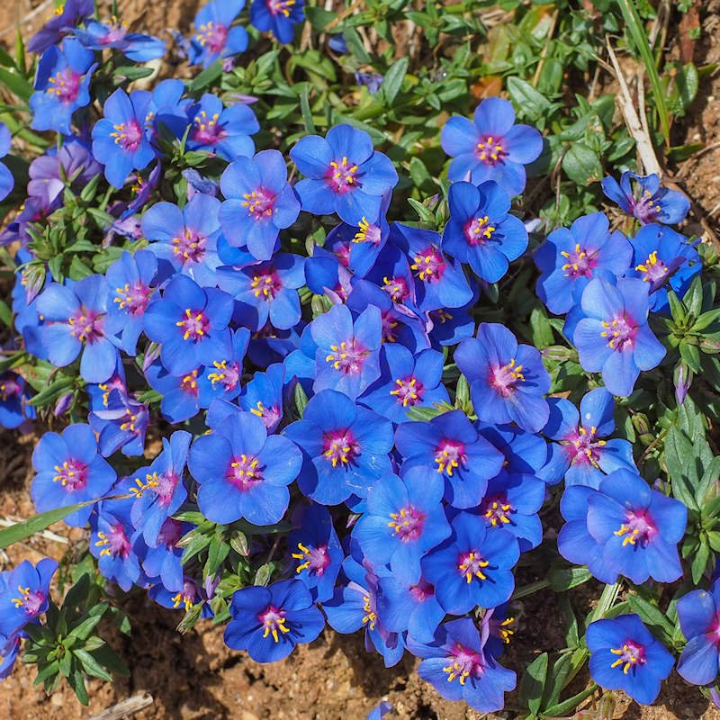 Anagallis monelli Blue Pimpernel Wildflower Seeds‏