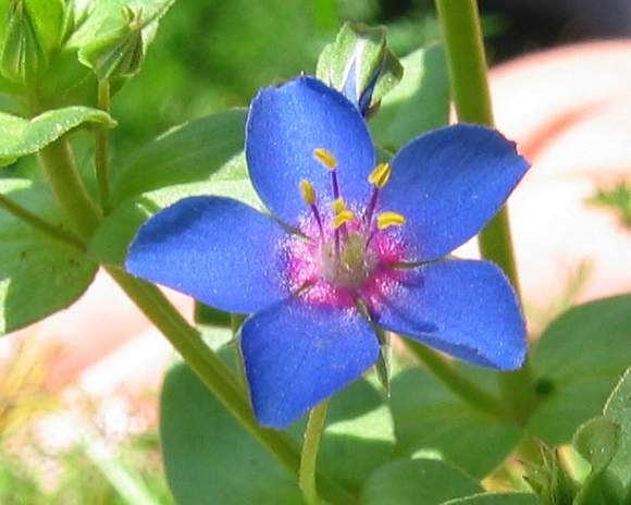 Anagallis arvensis ssp foemina Blue pimpernel Stenbury CPp2