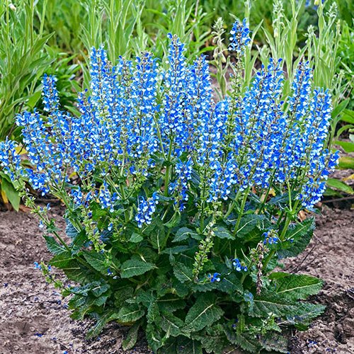 Azure Blue Salvia