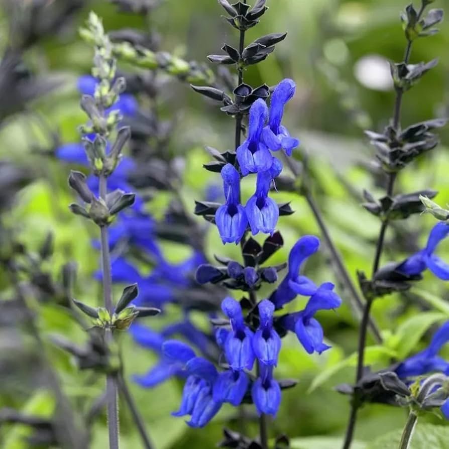 CHUXAY GARDEN Salvia guaranitica Black and BlueAnise Scented Sage 50 Seeds Attractive Cultivar Brazilian Anise SageBlack and Blue Grows in Garden and pots