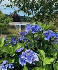 Heavenly Hydrangeas