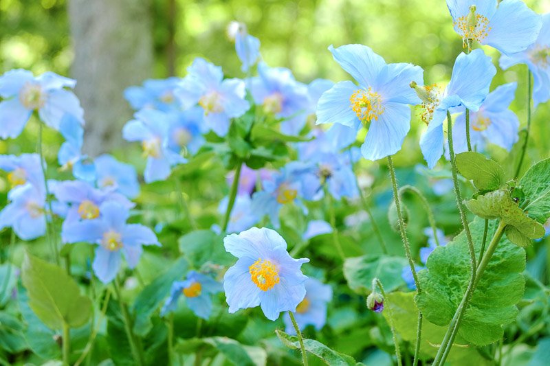 Himalayan Blue Poppy Seeds Meconopsis Baileyi Seeds Perennial Self Seeds Deer Rabbit Resistant Borders Flowerbeds Cottage Gardens Underplanting Shrubs 20Pcs by YEGAOL Garden