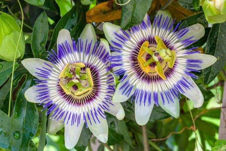 Passiflora Caerulea Blue Passion Flower 780x520 1