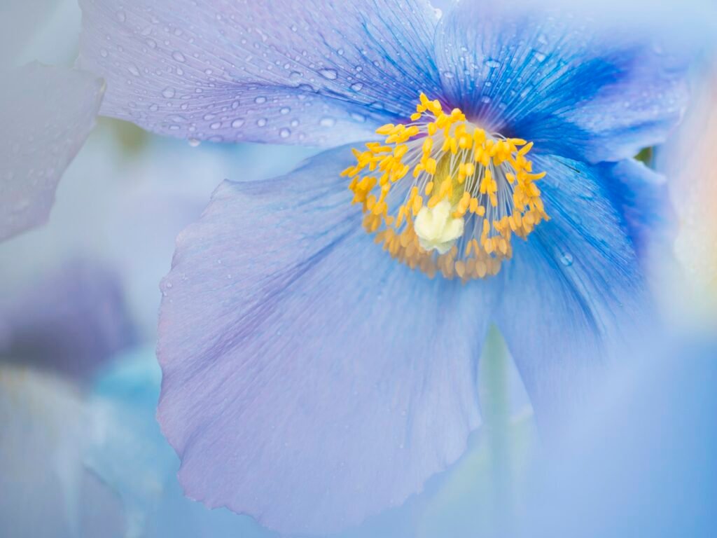 Discover the Beauty of Rare Blue Flowers A blue poppy flower, close up with rain drops on the petals.