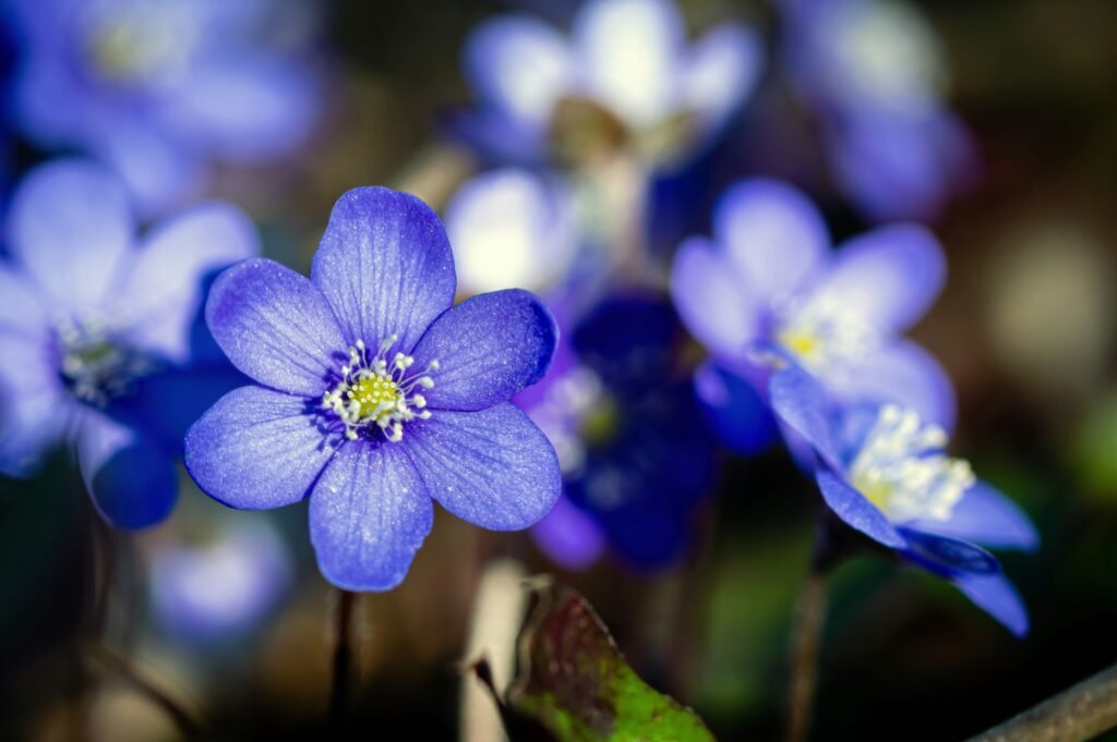 Anemonoides blanda, syn. Anemone blanda, the Balkan anemone, windflower, closeup, selective focus