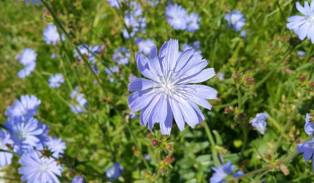 Beautiful blue chicory flower