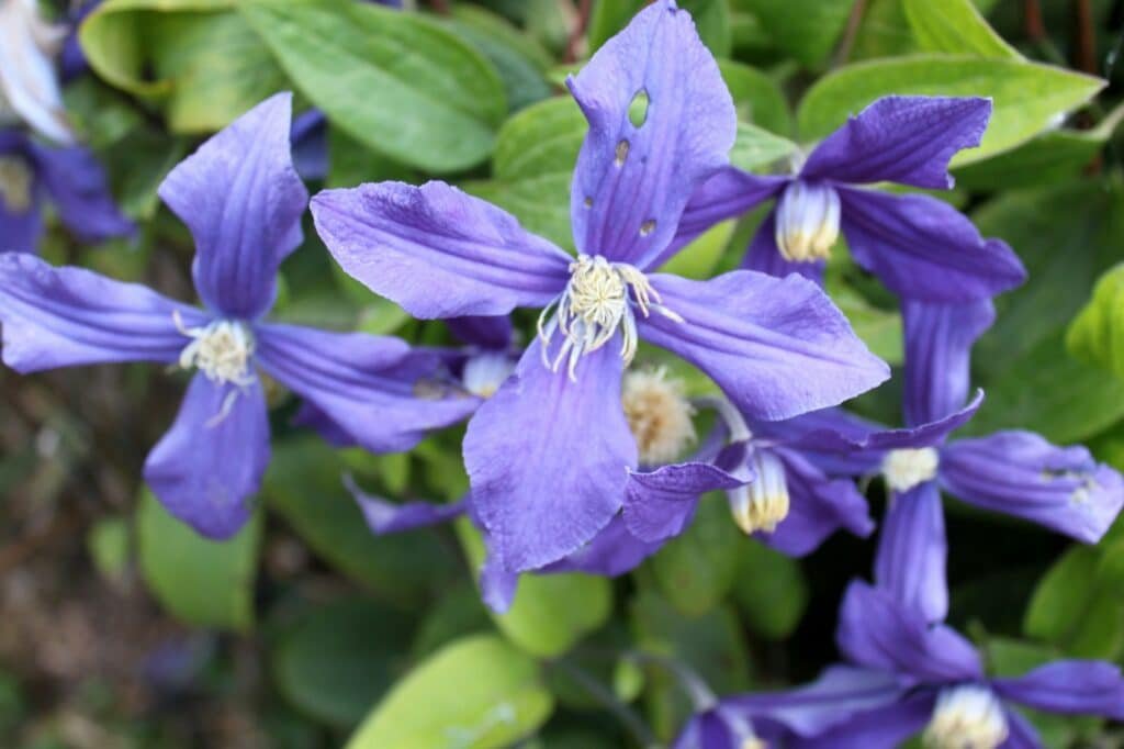 Clematis: The Climbing Blue Beauty Clematis vines bring vertical interest with their large, star-shaped flowers in various shades of blue. They’re perfect for arbors, trellises, and fences. climbing plant Beautiful blue flower - clematis. Floral background.