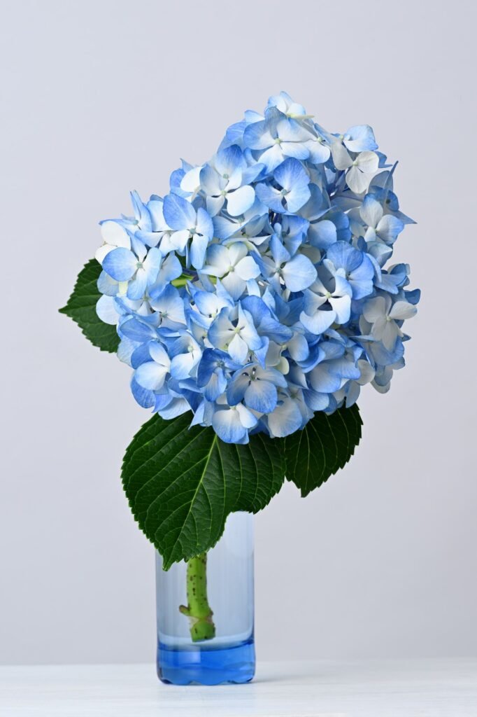 10 Blue Flowers That Will Wow Your Neighbors’ Gardens	Discover the best blue blooms that add charm and color, creating a jaw-dropping garden display!
 Beautiful blue hydrangea