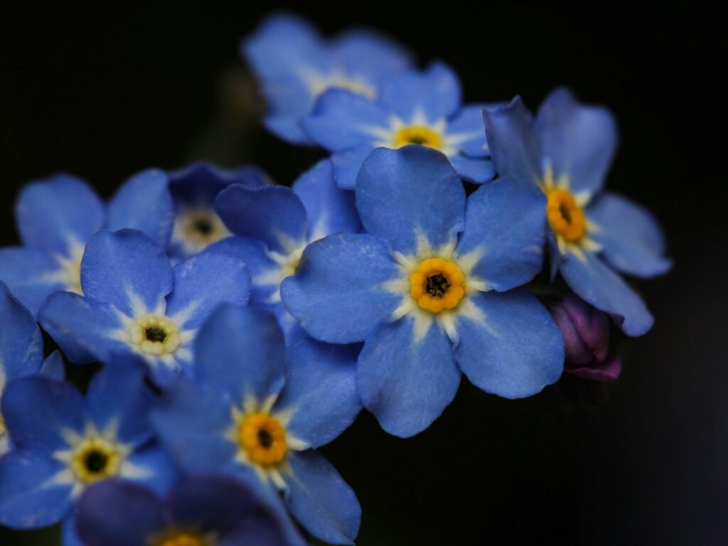 Beautiful blue - Myosotis - Forget-me-not