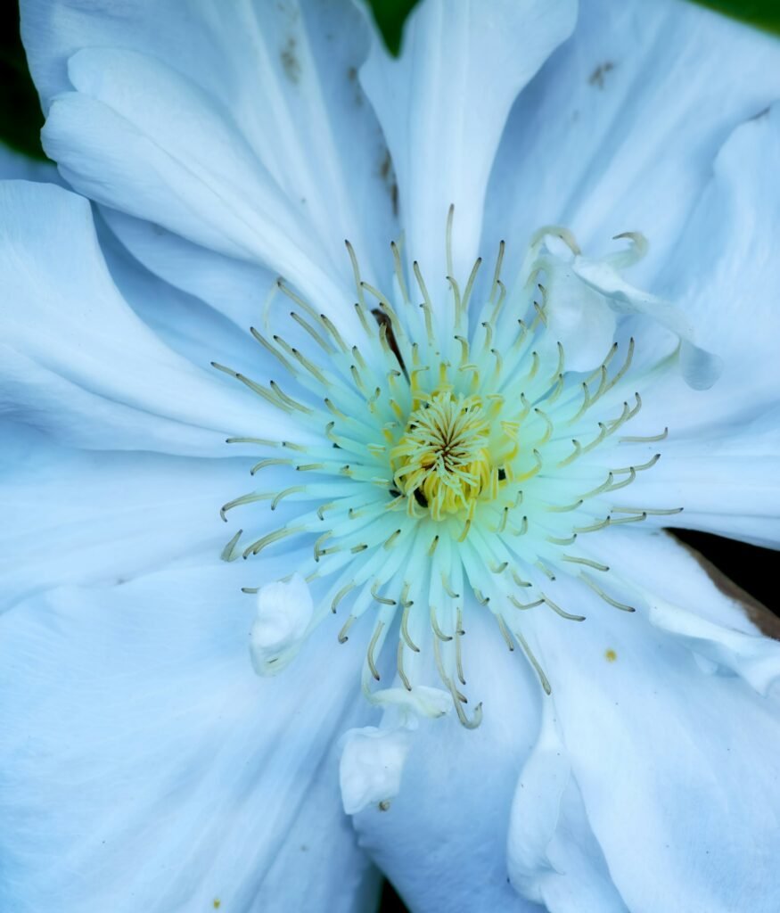 Discover the Beauty of Rare Blue Flowers Beautiful budding flowers