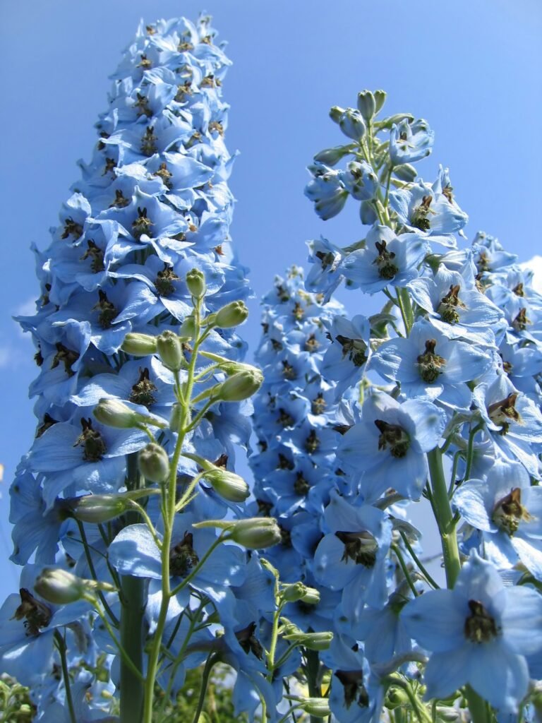 Beautiful delphinium flowers