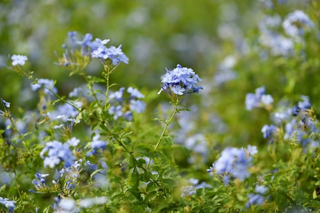 Beautiful flowers of Plumbago or Cape plumbago, flowering plant in the family Plumbaginaceae.