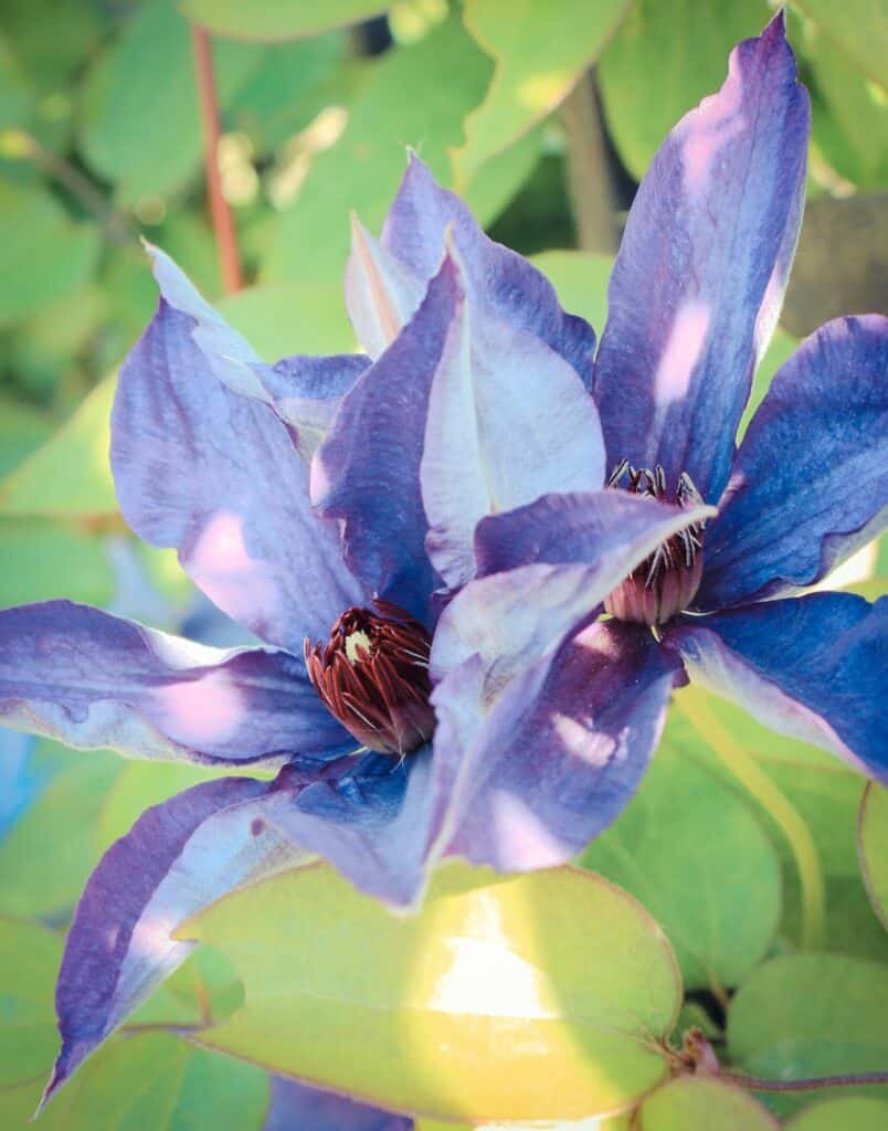 Clematis: The Climbing Blue Beauty Clematis vines bring vertical interest with their large, star-shaped flowers in various shades of blue. They’re perfect for arbors, trellises, and fences. climbing plant Blooming clematis with green leaves in sunny garden