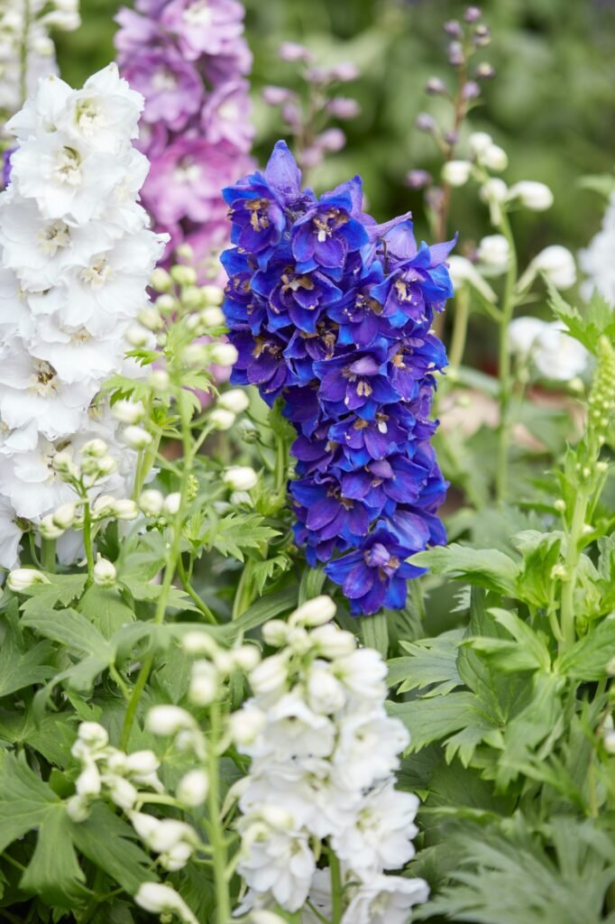 Blue and white larkspur flowers, Delphinium elatum