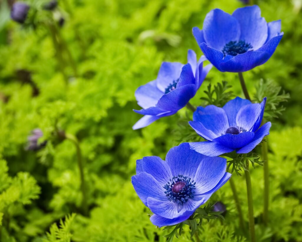 blue anemone flowers