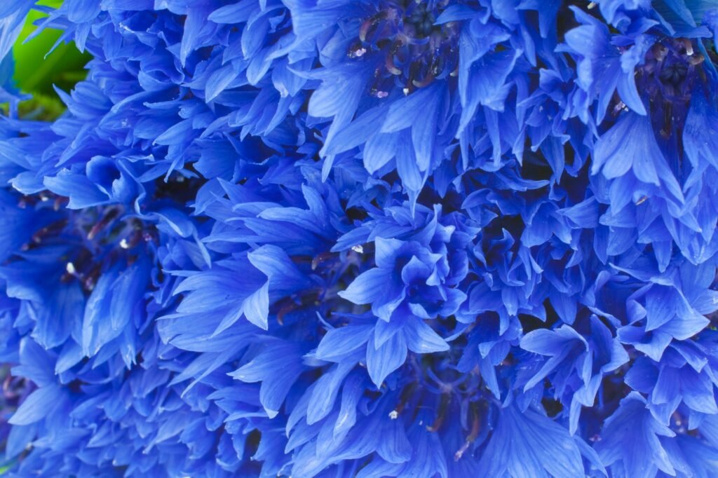 Discover Gorgeous Blue Flowers for Every Garden Style blue cornflowers closeup background