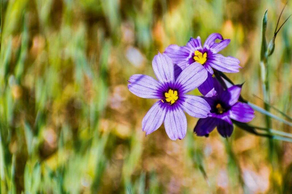 Blue-Eyed Grass (Sisyrinchium bellum) wildflowers