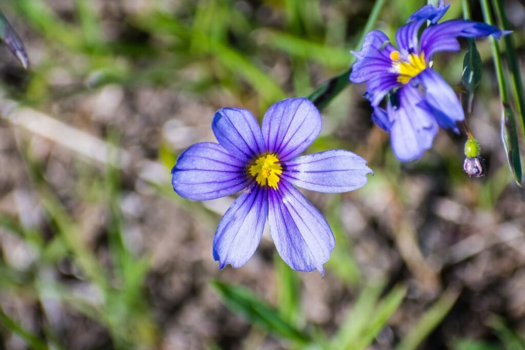 Blue-Eyed Grass wildflowers