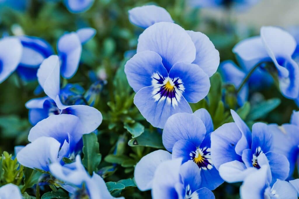 Blue flower closeup background