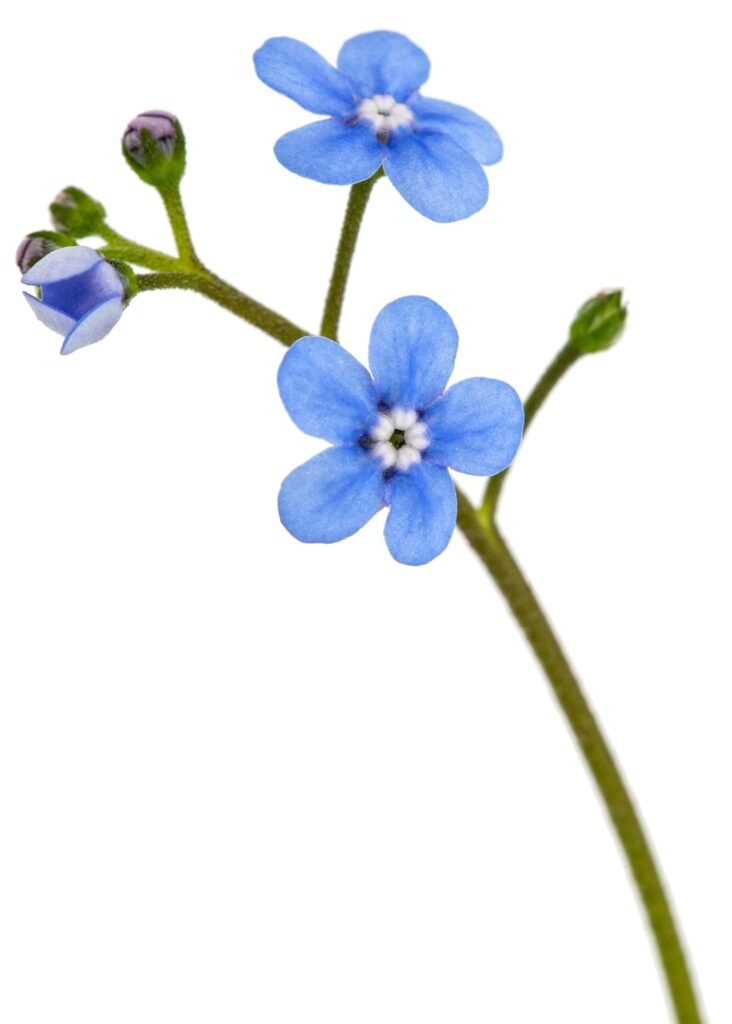 Blue flower of brunnera, forget-me-not, myosotis, isolated on a white background