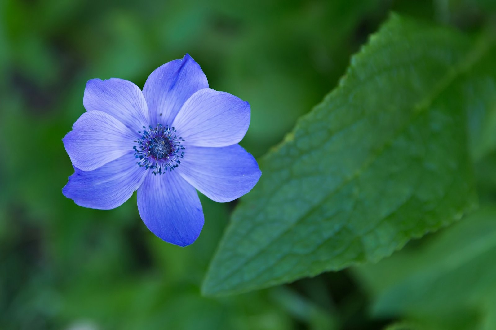 Uncover the Mystical Meanings of Stunning Blue Flowers Blue flower