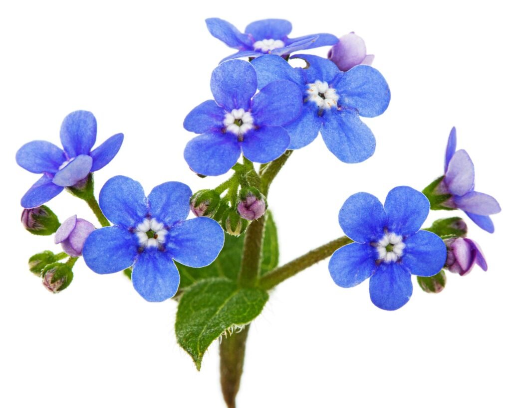 Blue flowers of brunnera, forget-me-not, myosotis, isolated on white background