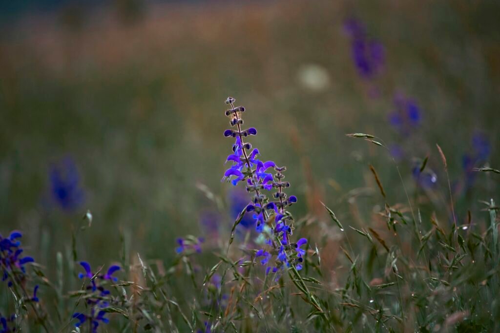 Growing Blue Flowers: Tips and Secrets Blue flowers of salvia grow in the field