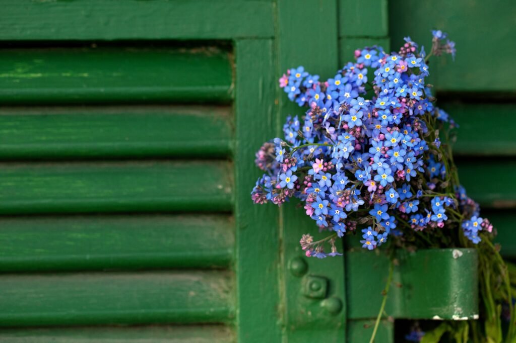 10 Blue Flowers That Will Wow Your Neighbors’ Gardens	Discover the best blue blooms that add charm and color, creating a jaw-dropping garden display!
 blue forget-me-nots