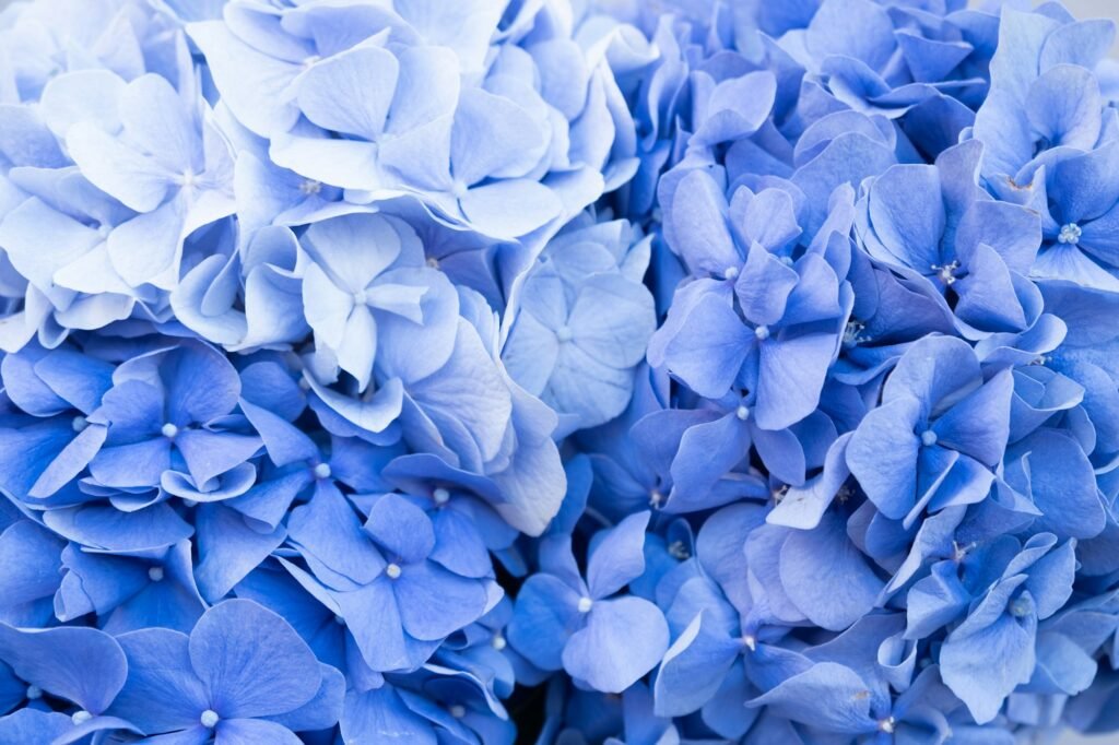 10 Blue Flowers That Will Wow Your Neighbors’ Gardens Discover the best blue blooms that add charm and color, creating a jaw-dropping garden display! blue hydrangeas close up