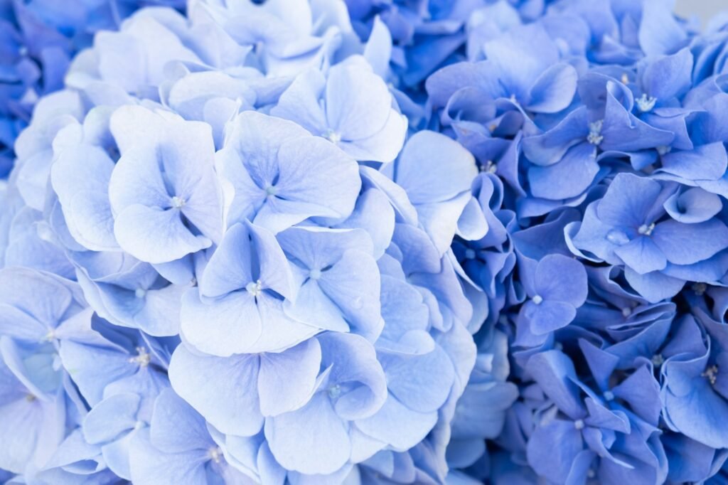 blue hydrangeas close up