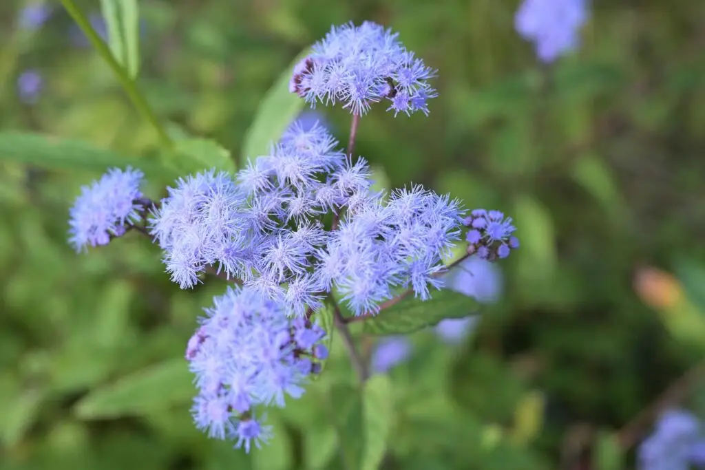 blue mistflower native flower in bloom 1024x683 Mist Flower blue