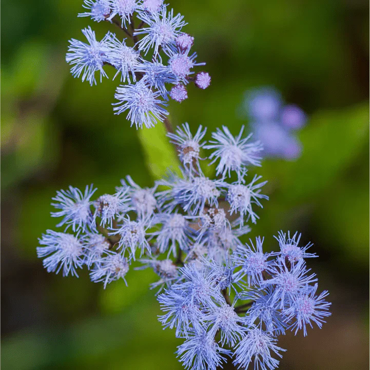 blue mistflower plant sets