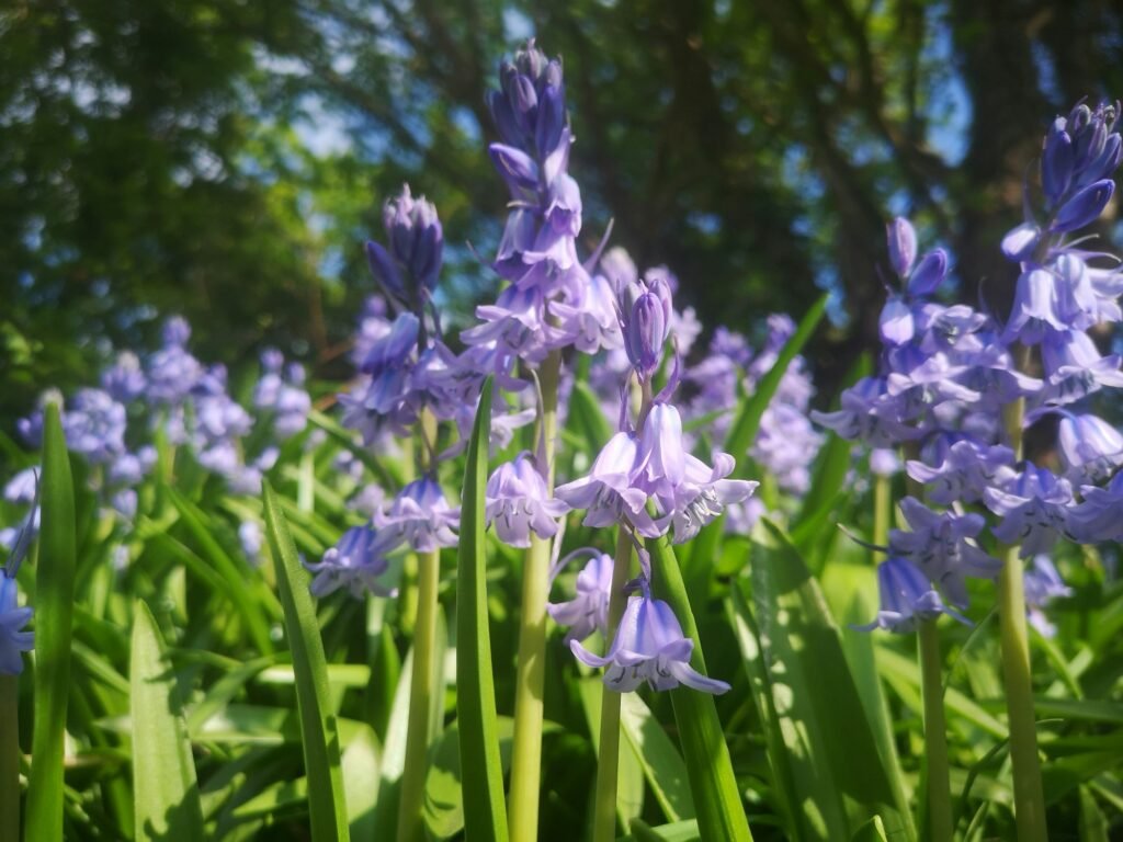 10 Blue Flowers That Will Wow Your Neighbors’ Gardens	Discover the best blue blooms that add charm and color, creating a jaw-dropping garden display!
Bluebells