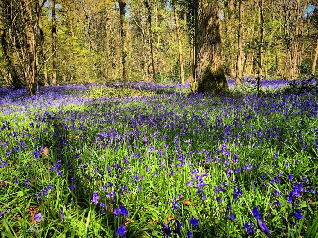 Bluebells in spring