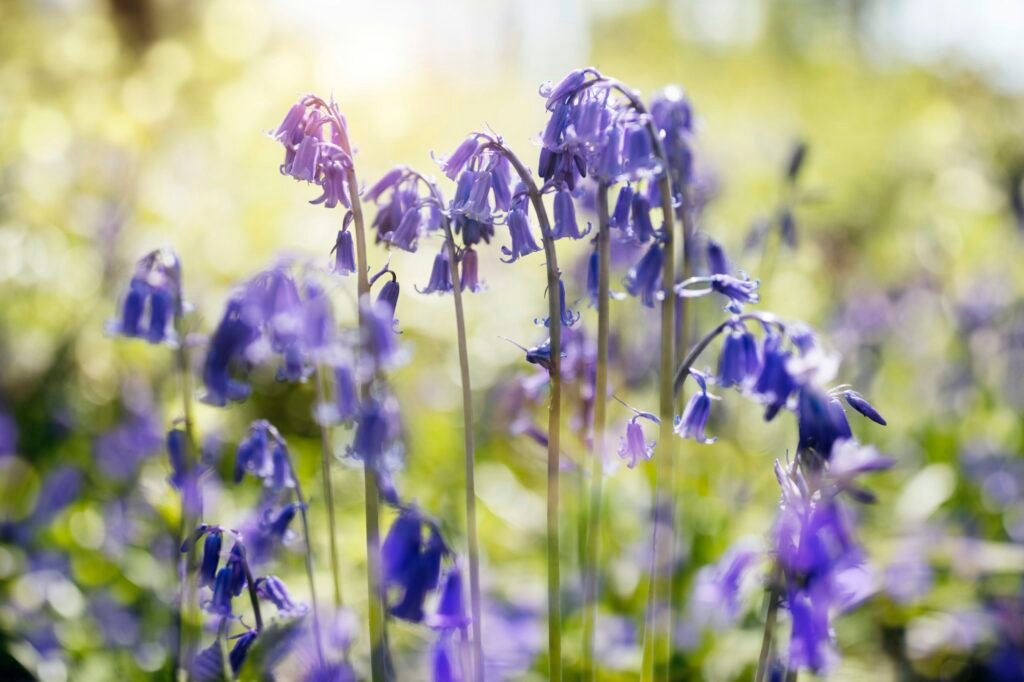 Bluebells in spring forest