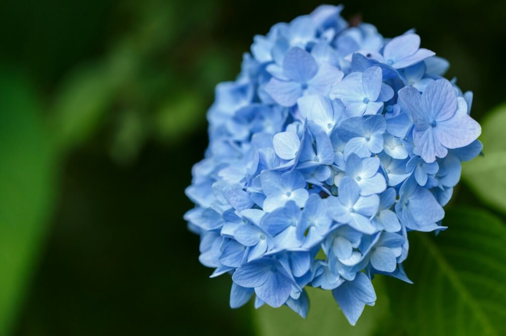 Bush of blooming blue Hydrangea