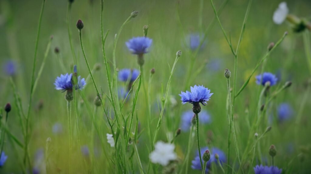 10 Blue Flowers That Will Wow Your Neighbors’ Gardens Discover the best blue blooms that add charm and color, creating a jaw-dropping garden display! Centaurea cyanus, commonly known as cornflower or bachelor's button, is an annual flowering