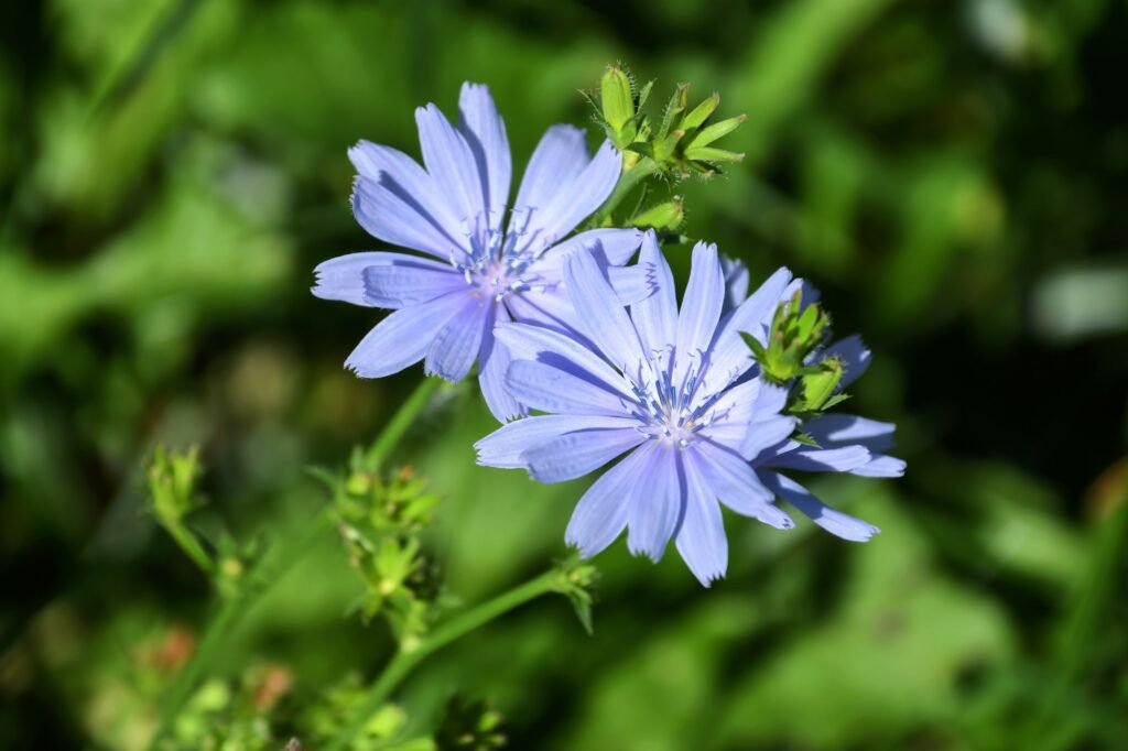 Chicory is also known as blue daisy, coffeeweed, cornflower, ragged sailors, wild bachelor's buttons