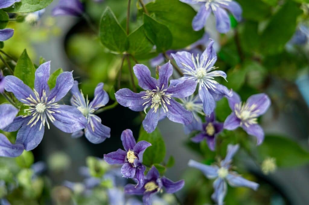 Clematis: The Climbing Blue Beauty Clematis vines bring vertical interest with their large, star-shaped flowers in various shades of blue. They’re perfect for arbors, trellises, and fences. climbing plant Clematis flowering plant blossoms in the summer garden