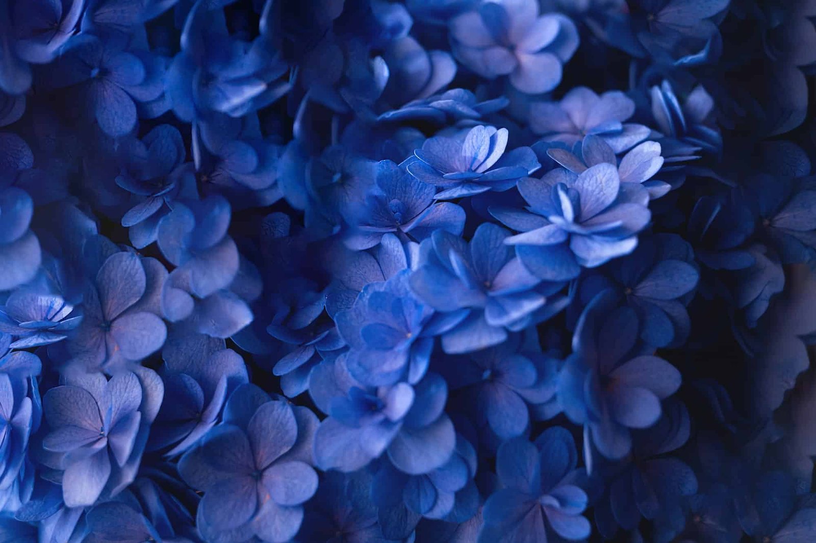 Close-up of vibrant blue hydrangea flowers in full bloom, showcasing their delicate petals