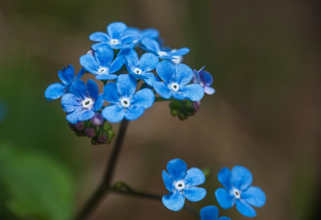 close up on blue flower "forget me not"