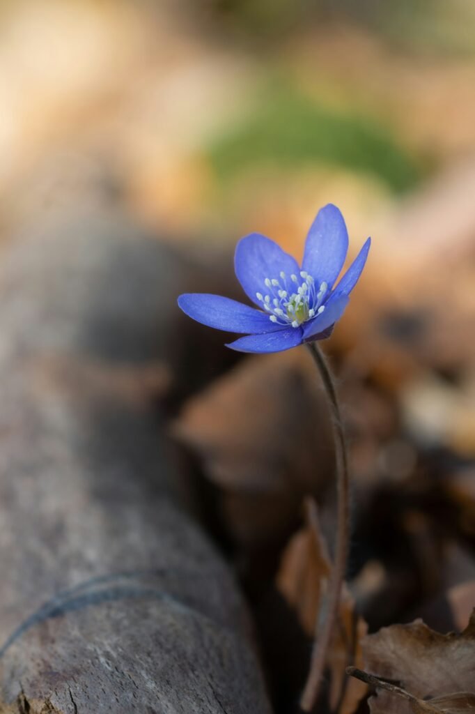 Close up or macro of blue small anemone hepatica flower in nature outdoors during spring season