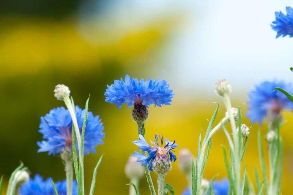 Closeup shot of blue bachelor's button cornflower