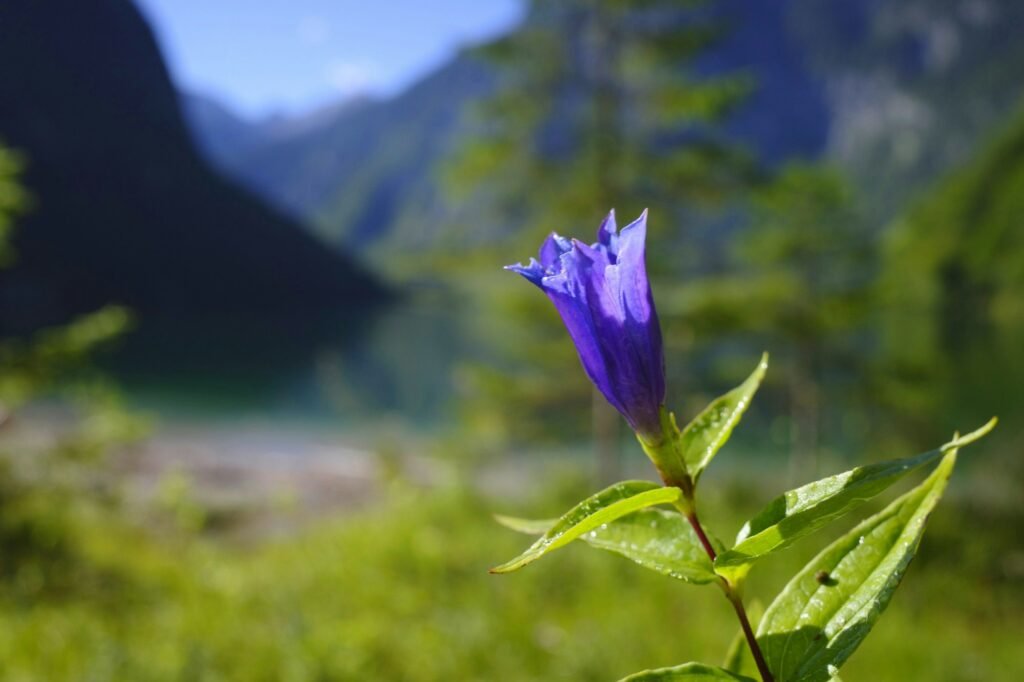 Closeup shot of willow gentian isolated on a blurred background