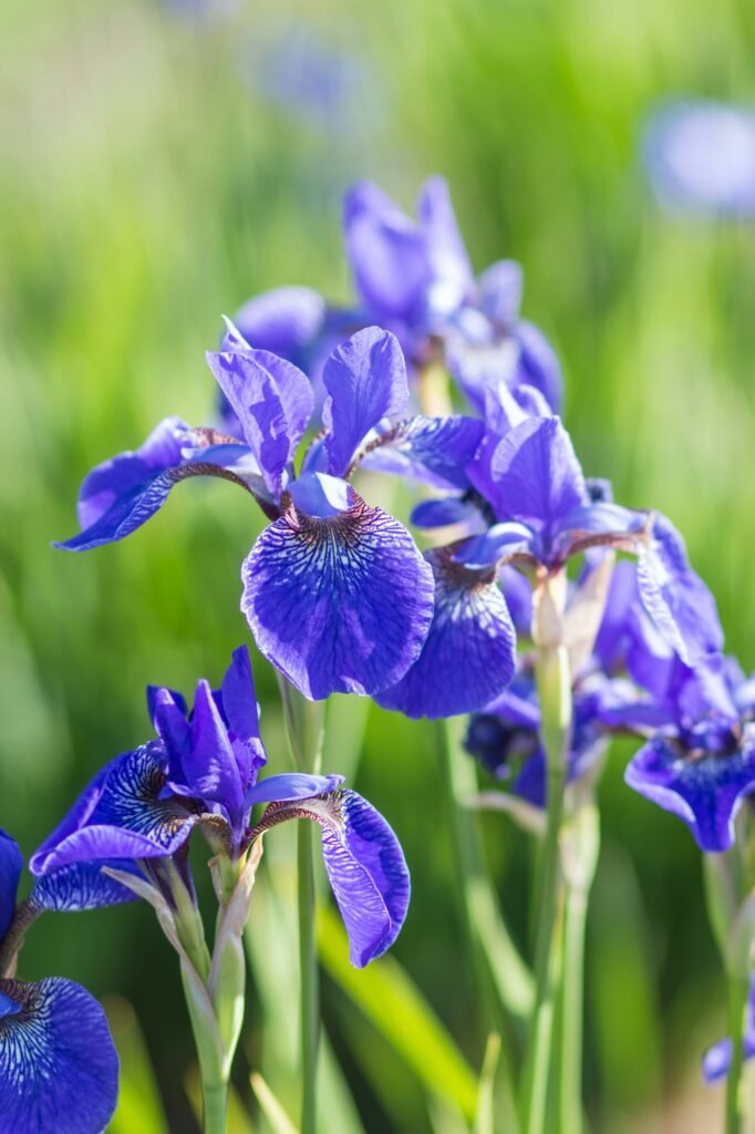 Colorful blue and white Iris