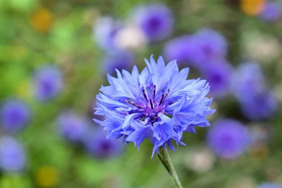 cornflower bachelor button