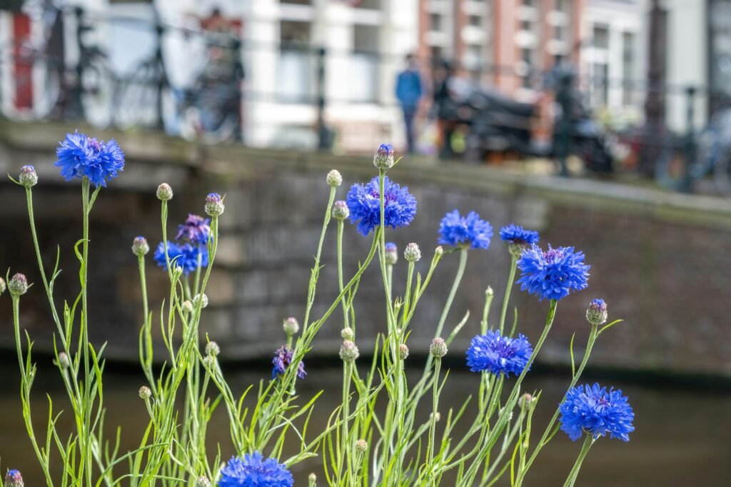 Cornflower, centaurea cyanus, bachelor's button, blue flower at Netherlands. Blur background.