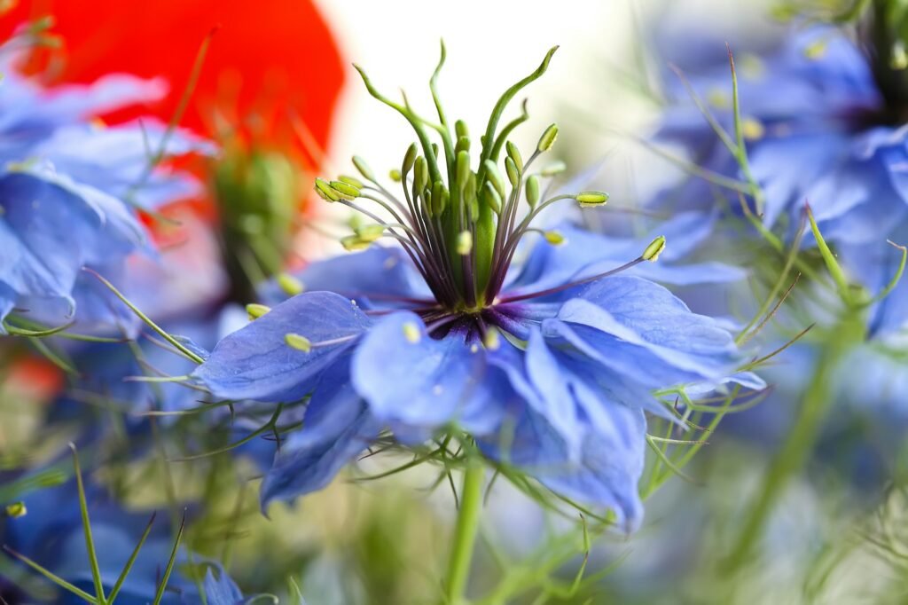 Cornflower in the bouquet